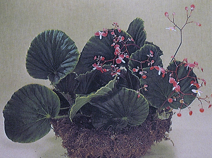 B. sharpeana